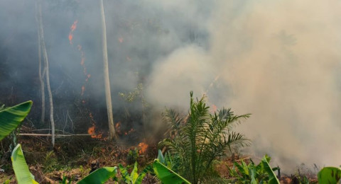 Karhutla di Area PT Jebus Maju Meluas, Tim Gabungan Kesulitan Padamkan Api